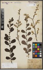 Foto von Salix aurita L.